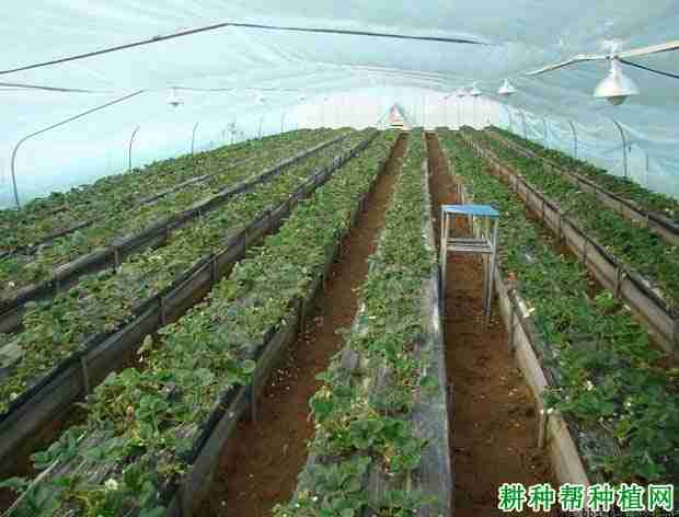 大棚种植草莓需要怎么样的土壤条件呢(大棚种植草莓需要怎么样的土壤条件和条件)